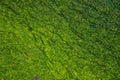 Sea water texture seaweed. Shallow water kelp forest in temperate