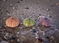 Sea water and variety of colorful sea urchins on wet sand beach.