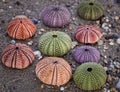 Sea water and variety of colorful sea urchins on wet sand beach.