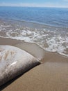 Sea water waves slowly againt a sand beach Royalty Free Stock Photo