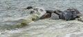 Sea wave with beach, Algal bloom Royalty Free Stock Photo