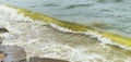 Sea wave with beach, Algal bloom Royalty Free Stock Photo