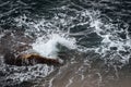 The sea wave breaks against a stone in the water. Splashing water Royalty Free Stock Photo