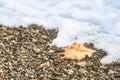 Sea wave and seashell lying on the pebble beach