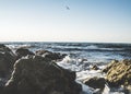 The sea waves of the Black Sea are breaking on rocks and a seagull bird is flying high above the water Royalty Free Stock Photo