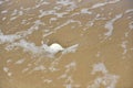 Sea waves blowing shells at the beach