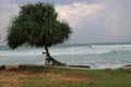 Isolated tree on the beach. Beautiful sea waves Royalty Free Stock Photo
