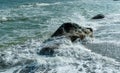 Sea waves crashing against rocks on a sand and stone beach Royalty Free Stock Photo