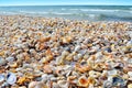 Sea waves washed clean beach made of shells. Landscape on a wild beach.