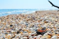 Sea waves washed clean beach made of shells. Royalty Free Stock Photo