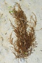 Sea weed on beach Royalty Free Stock Photo