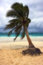 Sea weed and coastline in mexico Royalty Free Stock Photo