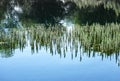 Sea weed common mare`s tail in a lake