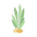 Sea weed cute wildlife vector illustration, underwater sea plants cartoon image for kids