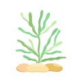 Sea weed cute wildlife vector illustration, underwater sea plants cartoon image for kids