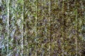 sea weed sheet backgroundd. japanese food, laminaria for sushi and fish rolls Royalty Free Stock Photo