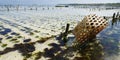 Sea weed in under water plantation