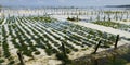 Sea weed in under water plantation