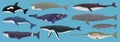 Sea whale vector cartoon set icon.Vector illustration marine animal of whale.Isolated cartoon icon of sea animal on Royalty Free Stock Photo