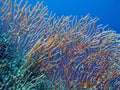 Sea whip on coral reef