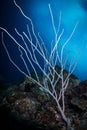 Underwater life on the reefs around the Dutch Caribbean island of Bonaire Royalty Free Stock Photo