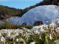 A sea of white lilies in front of domes at the Eden project Royalty Free Stock Photo