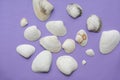 Sea white shells on a lilac Royalty Free Stock Photo
