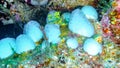 Sea white sponge underwater, Maldives.