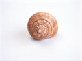 Sea Whorl shells isolated on white background ,brown shell ,clamshell