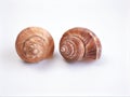 Sea Whorl shells isolated on white background ,brown shell ,clamshell