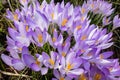 Sea of Wild purple Crocuses Royalty Free Stock Photo