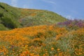 A sea of Wildflowers in the California Mountains Royalty Free Stock Photo