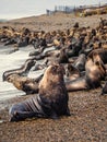 Sea wolf in the coast of Argentina. Beach near Caleta Olivia Royalty Free Stock Photo