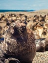 Sea wolf in the coast of Argentina. Beach near Caleta Olivia Royalty Free Stock Photo