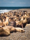 Sea wolf in the coast of Argentina. Beach near Caleta Olivia Royalty Free Stock Photo