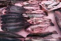 Sea wolf, sea bass and sardines Royalty Free Stock Photo