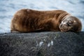 sea wolf sleeping on a rock