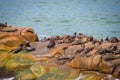 Sea wolves on the rocks in Cabo Polonio, coast of Uruguay Royalty Free Stock Photo