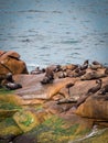 Sea wolves on the rocks in Cabo Polonio, coast of Uruguay Royalty Free Stock Photo