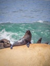 Sea wolves on the rocks in Cabo Polonio, coast of Uruguay Royalty Free Stock Photo