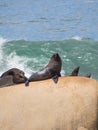 Sea wolves on the rocks in Cabo Polonio, coast of Uruguay Royalty Free Stock Photo