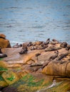 Sea wolves on the rocks in Cabo Polonio, coast of Uruguay Royalty Free Stock Photo