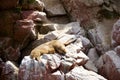 Sea wolves seals sleeping and heating up Royalty Free Stock Photo