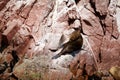 Sea wolves seals sleeping and heating up Royalty Free Stock Photo