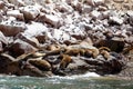 Sea wolves seals sleeping and heating up Royalty Free Stock Photo