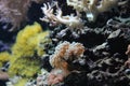 Sea world, macro photography, algae, corals, reef,