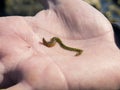 Sea worm on the human palm Royalty Free Stock Photo