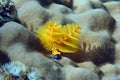 A sea worm is like an underwater flower when it spreads its tentacles Royalty Free Stock Photo