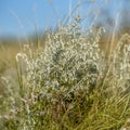 Sea wormwood on saltmarsh