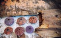Sea worn wood pieces and colorful reddish sea urchin shells top view closeup.